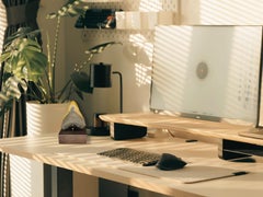 Fossil Megalodon Tooth on Custom Walnut Base, Miocene