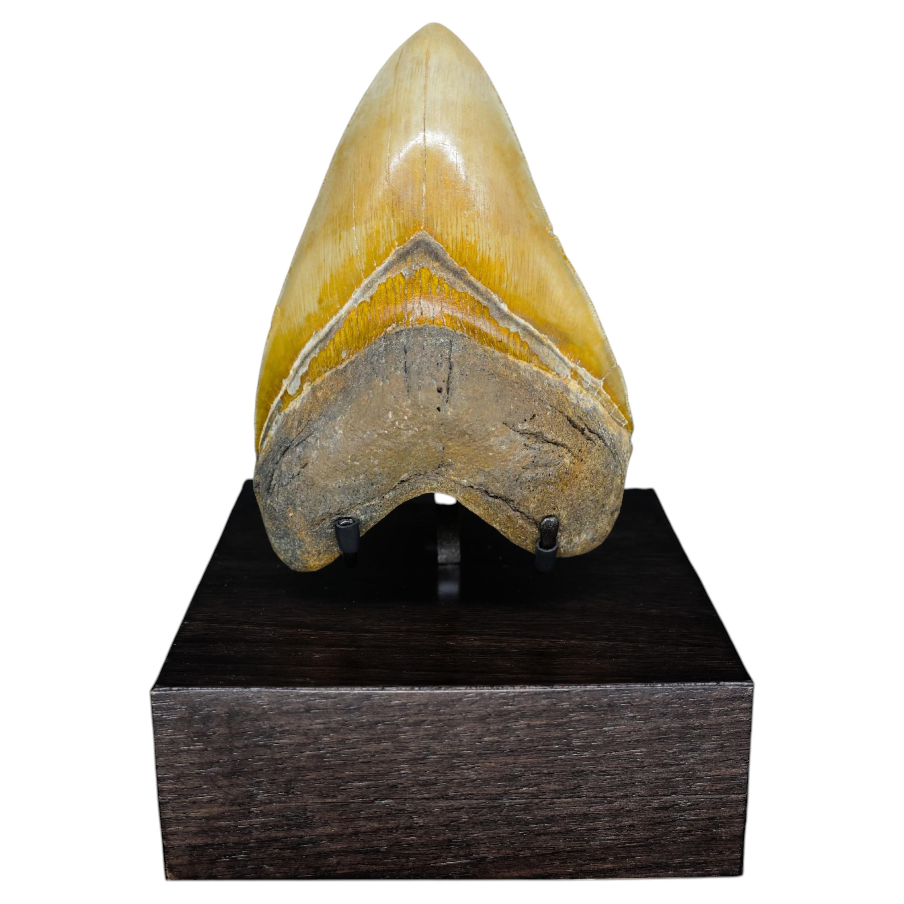 Dent fossile de mégalodon sur socle en noyer, Miocène