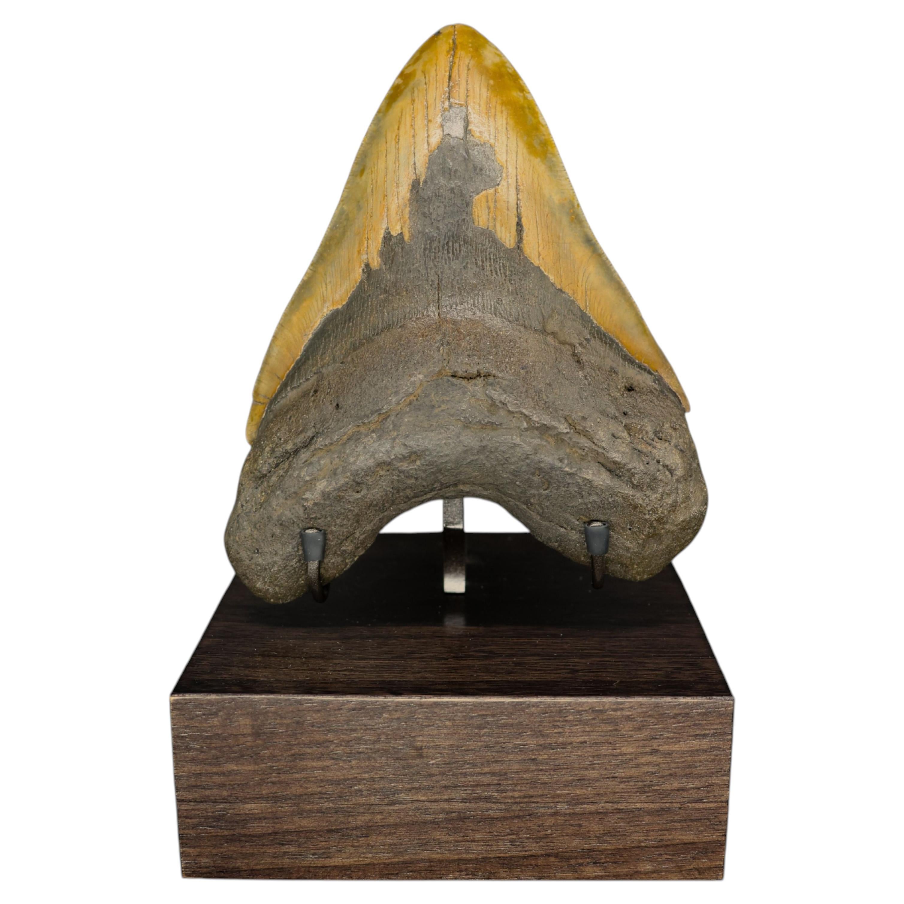 Fossiler Megalodon-Zahn auf Sockel aus Nussbaumholz, Miozän