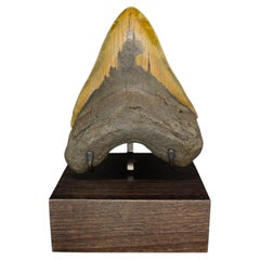 Fossil Megalodon Tooth on Custom Walnut Base, Miocene