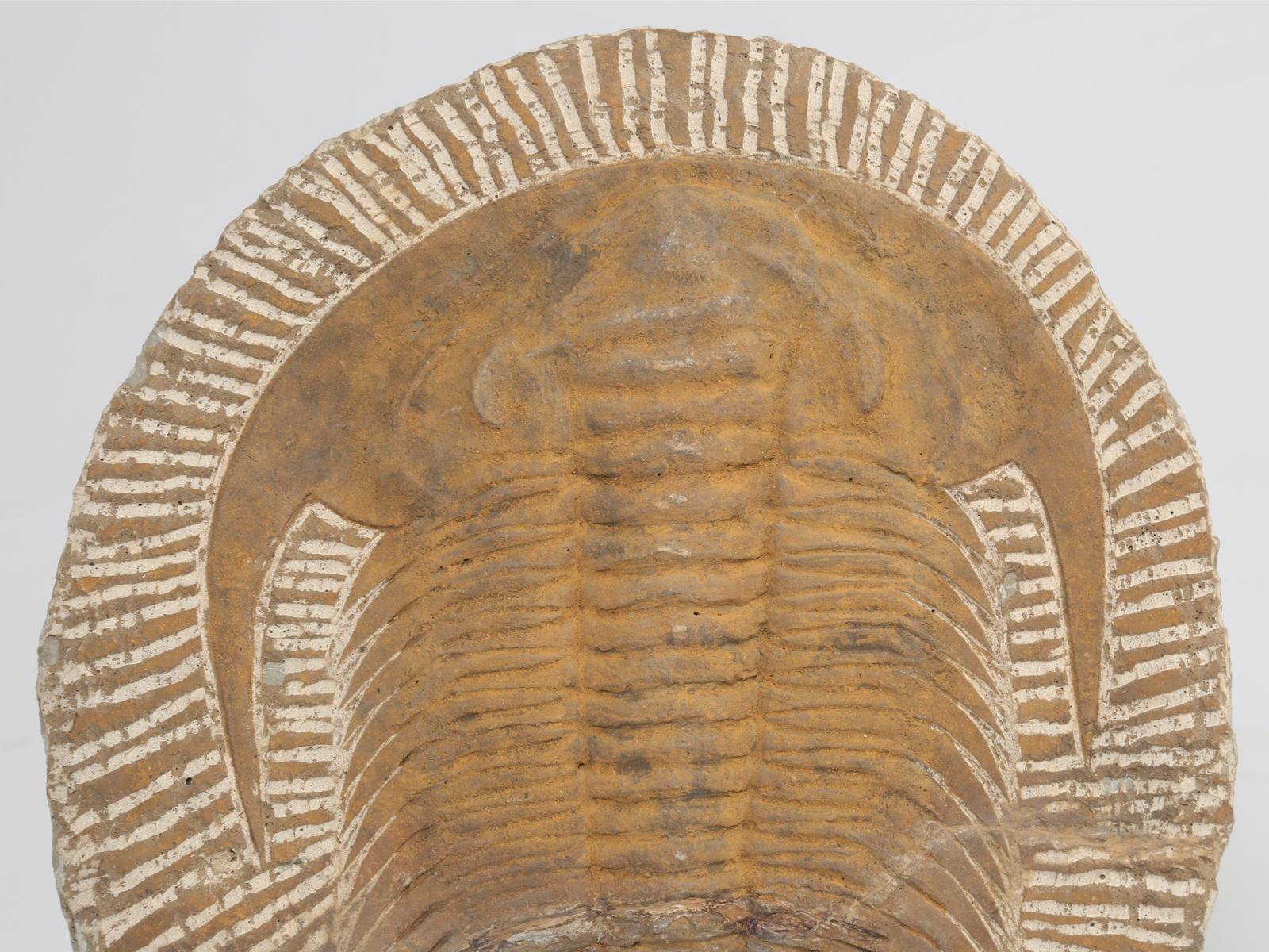 Trilobites, existing today only in fossil form, was an early arthropod. When life exploded into animal form marking the beginning of the Paleozoic, it was this prolific arthropod that became the signpost for the era. It came into existence