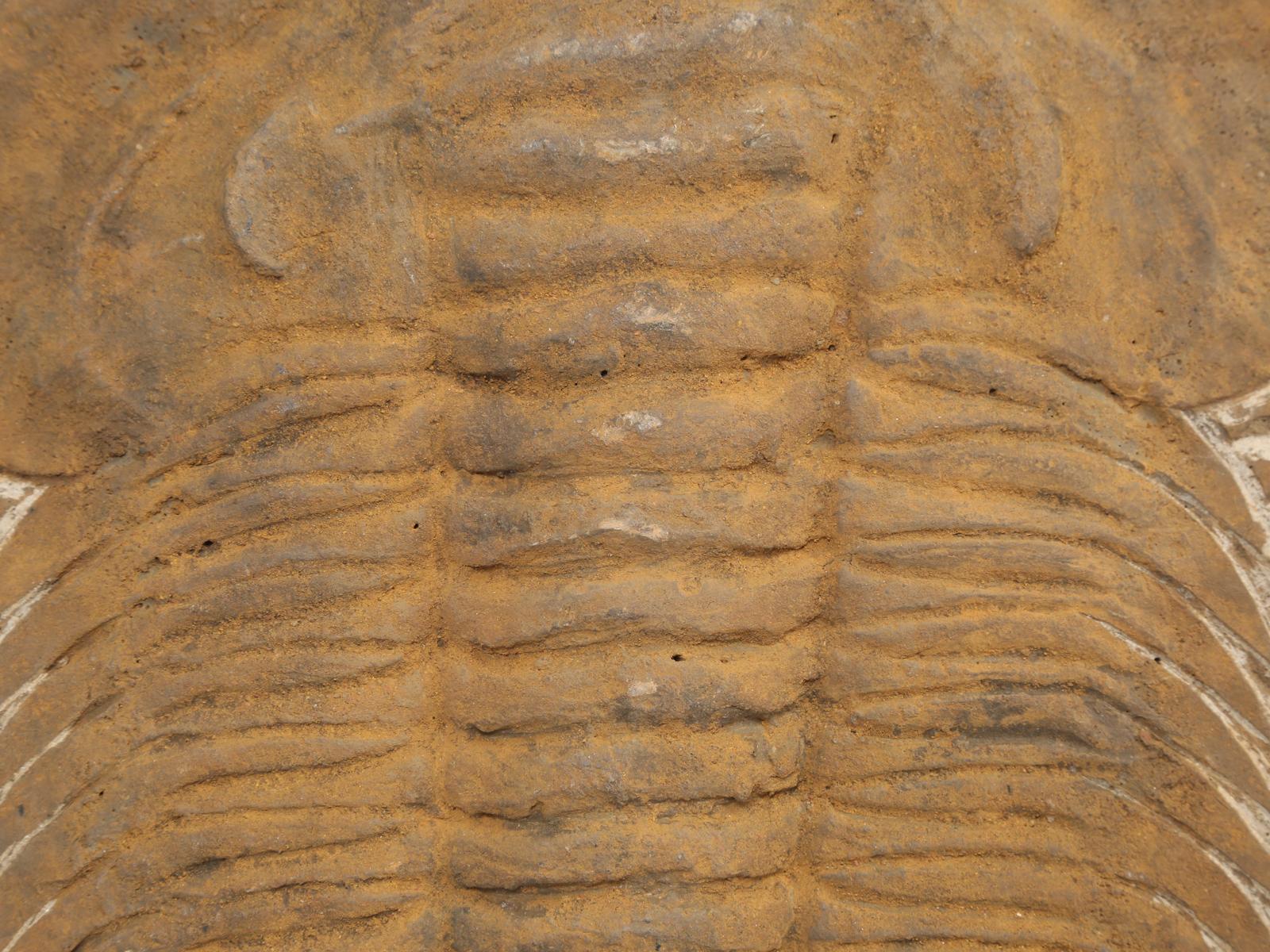 paleozoic era trilobites