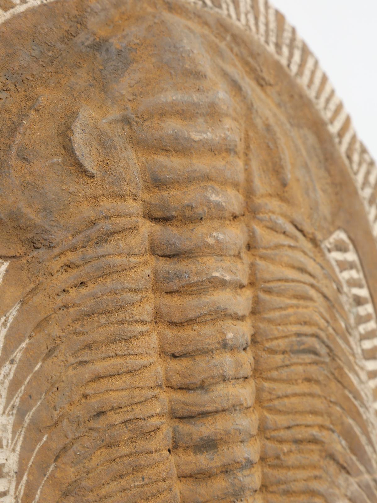 Moroccan Fossil of Cambropallas Trilobite from Paleozoic Era of the Cambrian Period