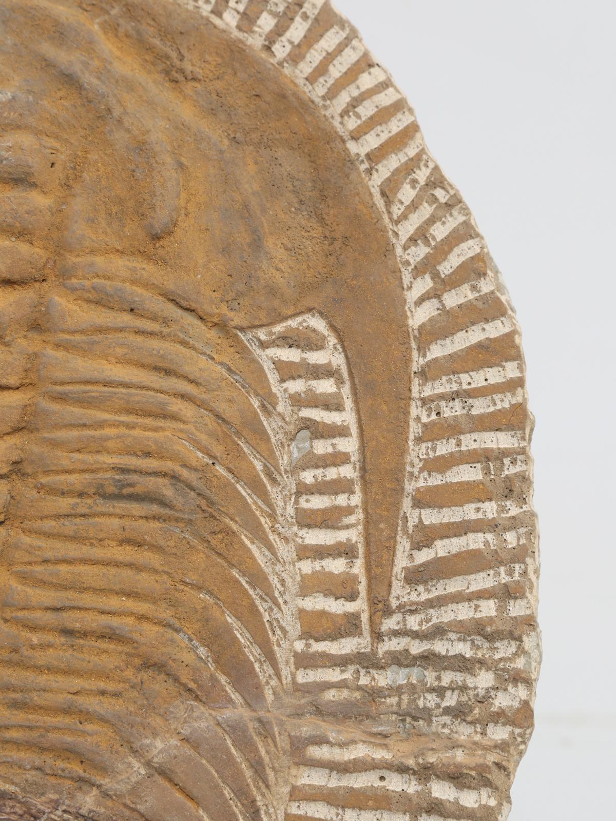 18th Century and Earlier Fossil of Cambropallas Trilobite from Paleozoic Era of the Cambrian Period