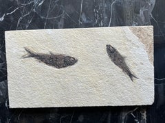 Fossil of Fish