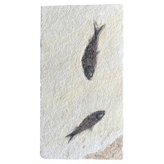 Fossil of Fish