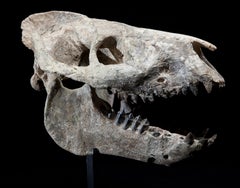 Fossil Oreodont Skull from USA, 35 Million Years Old