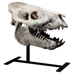 Fossiler Oreodont-Schädel aus den USA:: 35 Millionen Jahre alt