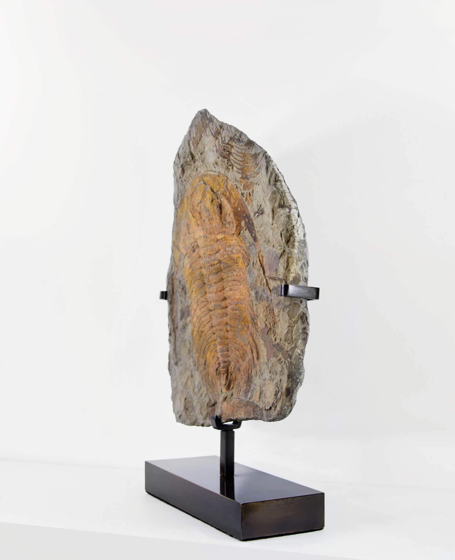 Preistorico Fossile Paradoxides Acadoparadoxides Trilobite sormontato da supporto in bronzo in vendita