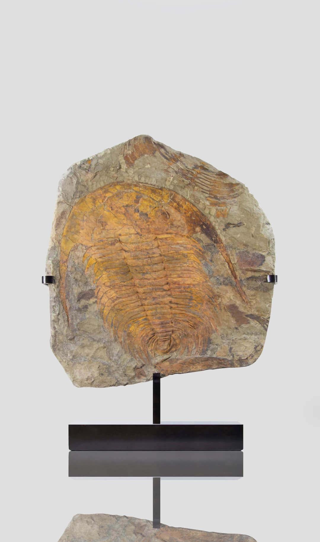 Nordafricano Fossile Paradoxides Acadoparadoxides Trilobite sormontato da supporto in bronzo in vendita