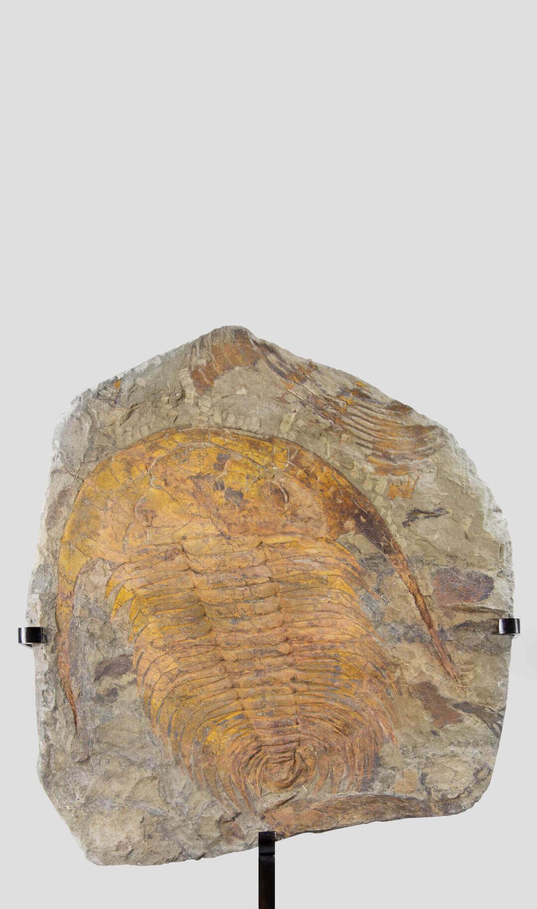 Fossile Paradoxides Acadoparadoxides Trilobite sormontato da supporto in bronzo In condizioni ottime in vendita a Scorton, GB