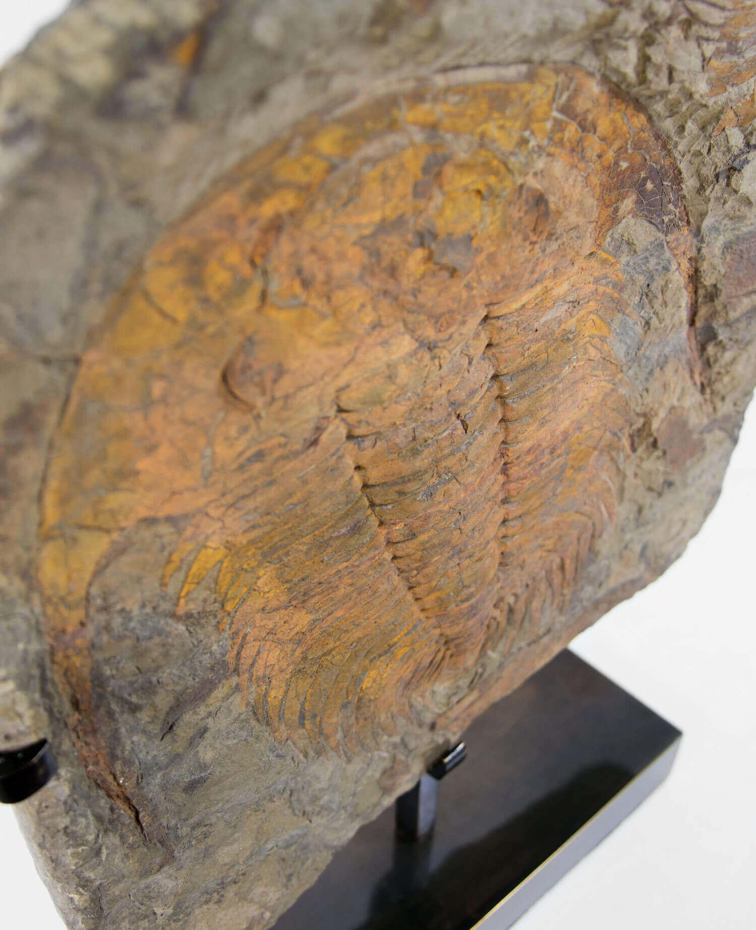 Fino al XVIII secolo Fossile Paradoxides Acadoparadoxides Trilobite sormontato da supporto in bronzo in vendita