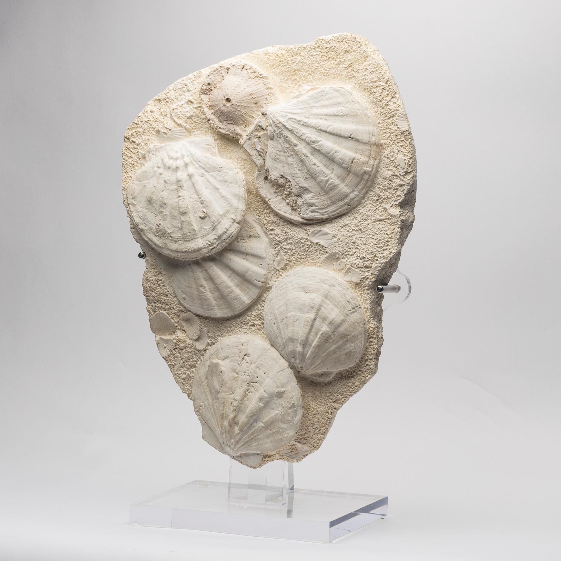 Spectacular Fossil Pecten plate, these extinct mollusks are familiar to what we now today as sea scallops.
It´s origin is from D'Angers Region, France.
 During the Miocene epoch, the part of France was submerged beneath a warm, subtropical sea