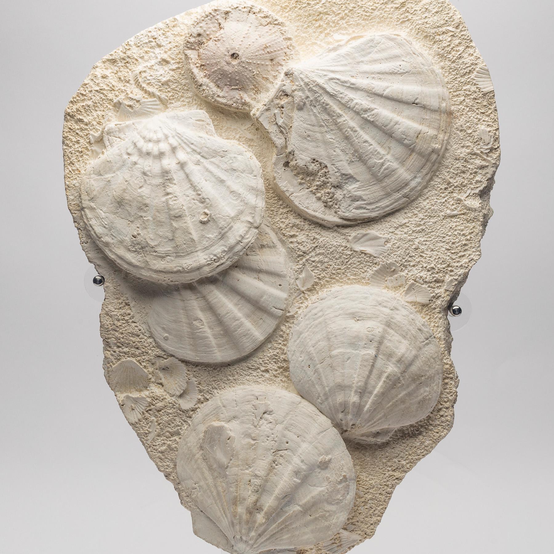 Organic Modern Fossil Pecten Plate Specimen from France 23 Million Y/O in a Custom Acrylic Base