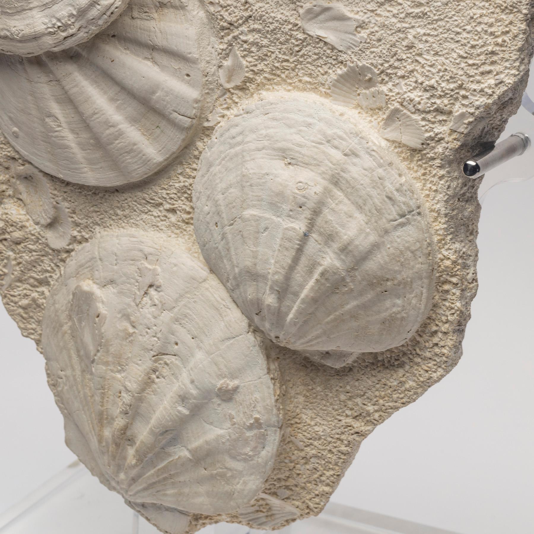 Contemporary Fossil Pecten Plate Specimen from France 23 Million Y/O in a Custom Acrylic Base
