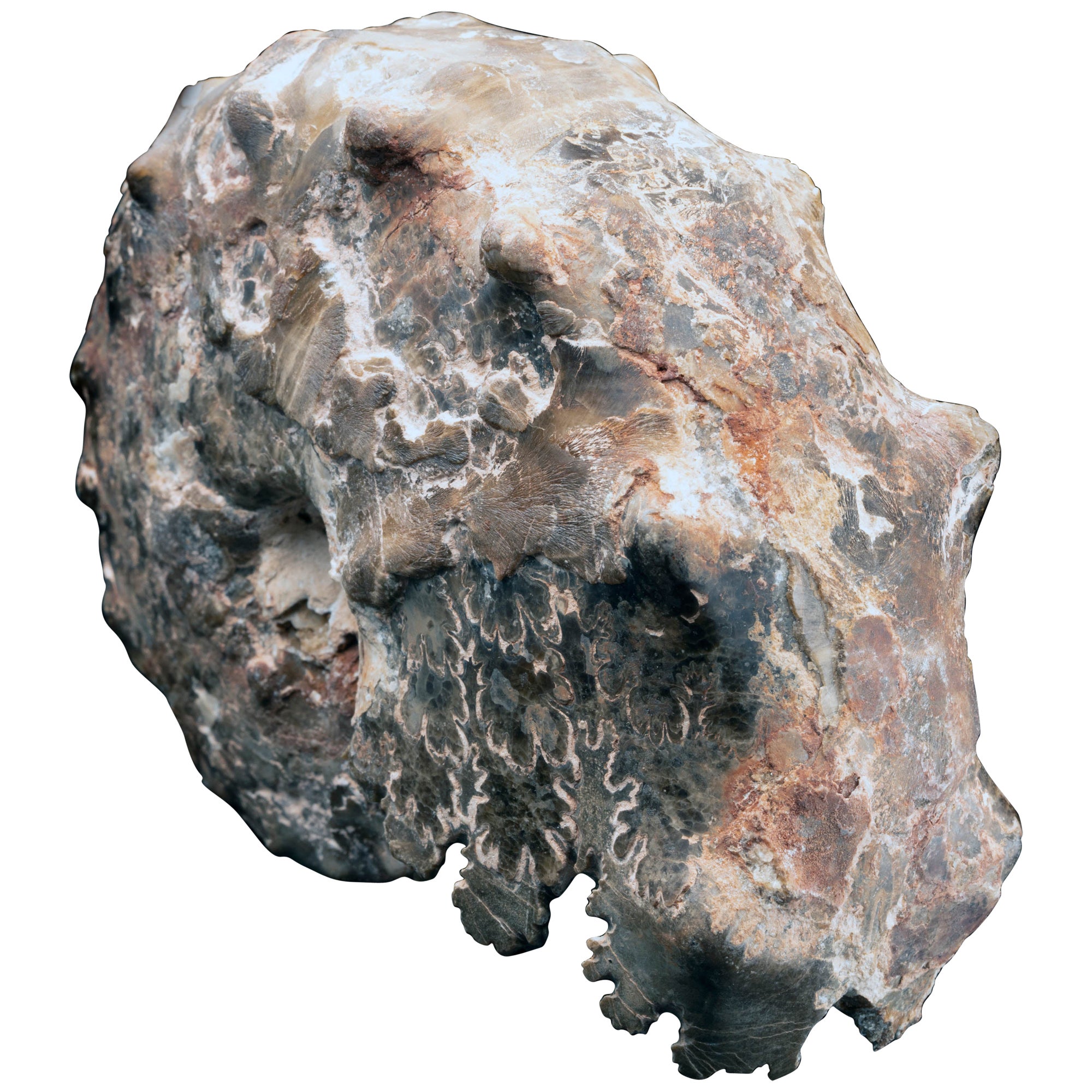 Fossil Prepped Ammonite From Madagascar