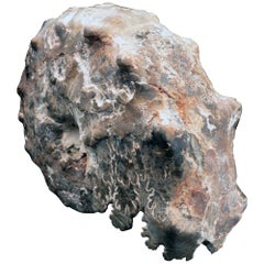 Fossil Prepped Ammonite From Madagascar