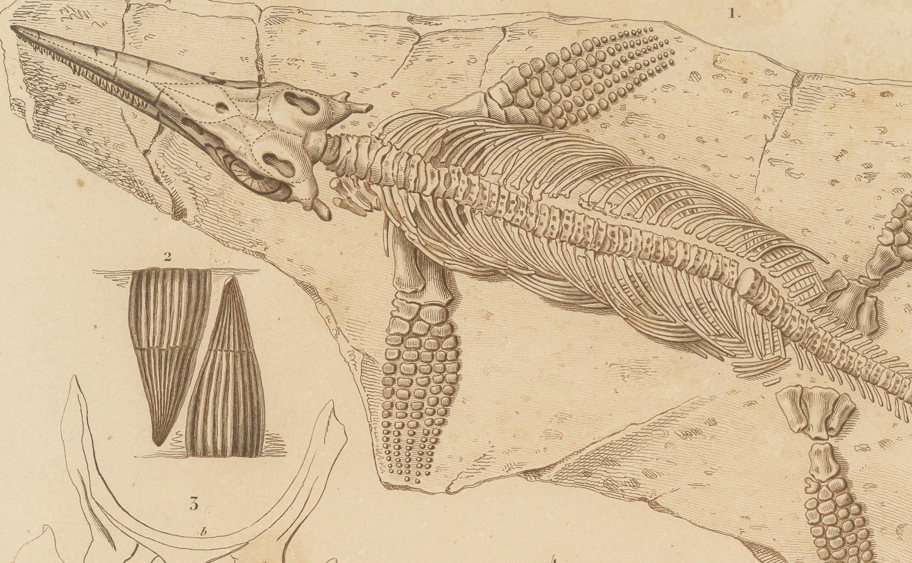 Stampa fossile di scheletro e denti di Ichthyosaurus, 1850 circa, di Orbigny

Questa affascinante lastra fossile, intitolata Reptiles Fossiles Pl. 3, presenta i resti scheletrici e i dettagli anatomici del rettile marino estinto Ichthyosaurus