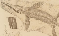 Fossil Print of Ichthyosaurus Skeleton and Teeth, c.1850, by Orbigny