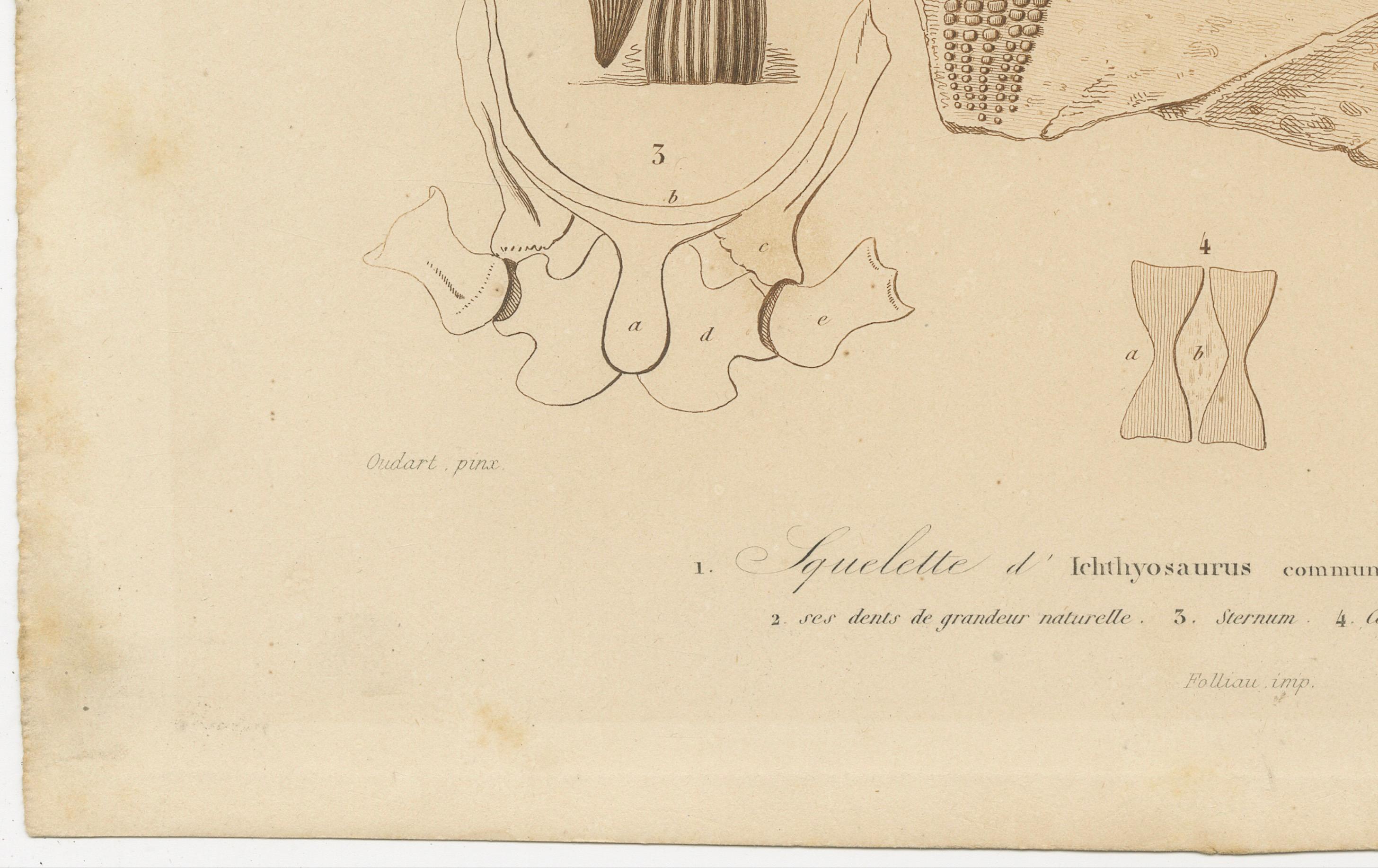 Francese Stampa fossile di scheletro e denti di Ichthyosaurus, 1850 circa, di Orbigny in vendita