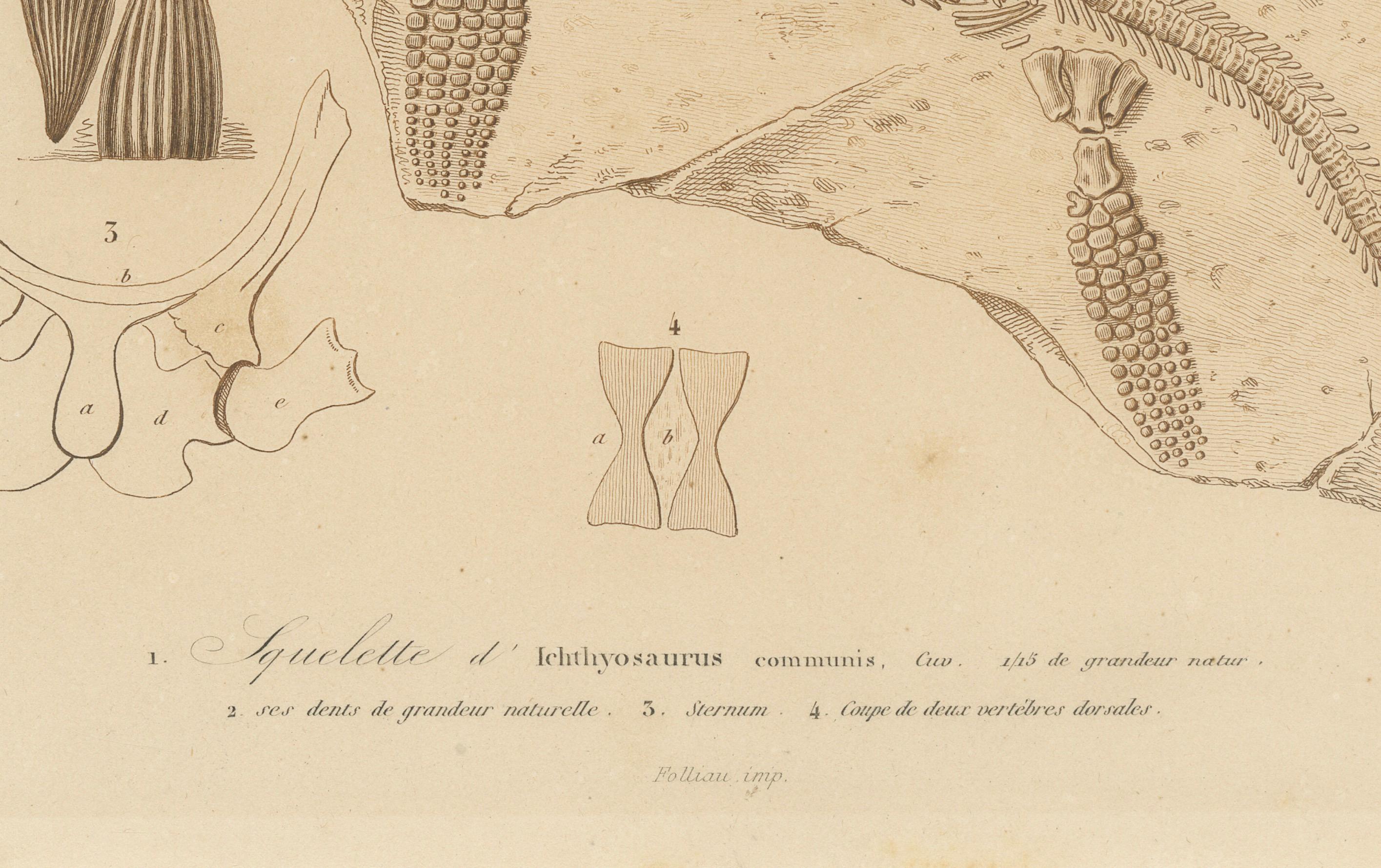 Stampa fossile di scheletro e denti di Ichthyosaurus, 1850 circa, di Orbigny In condizioni buone in vendita a Langweer, NL