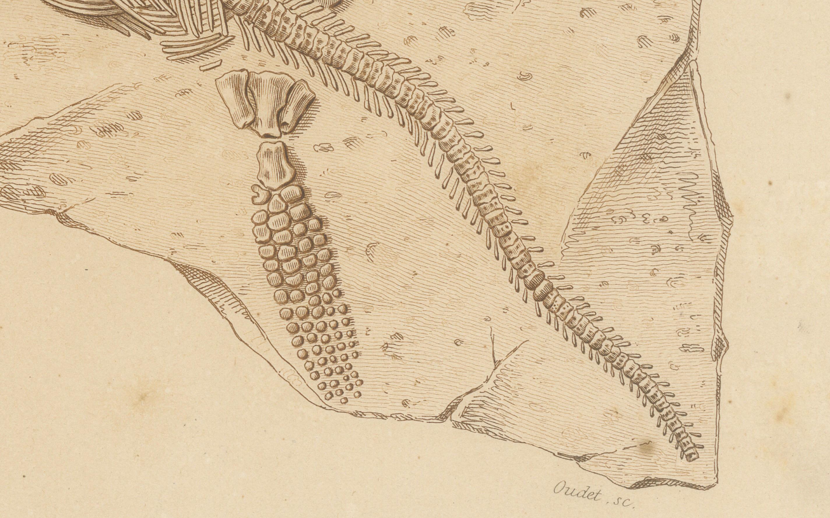 XIX secolo Stampa fossile di scheletro e denti di Ichthyosaurus, 1850 circa, di Orbigny in vendita