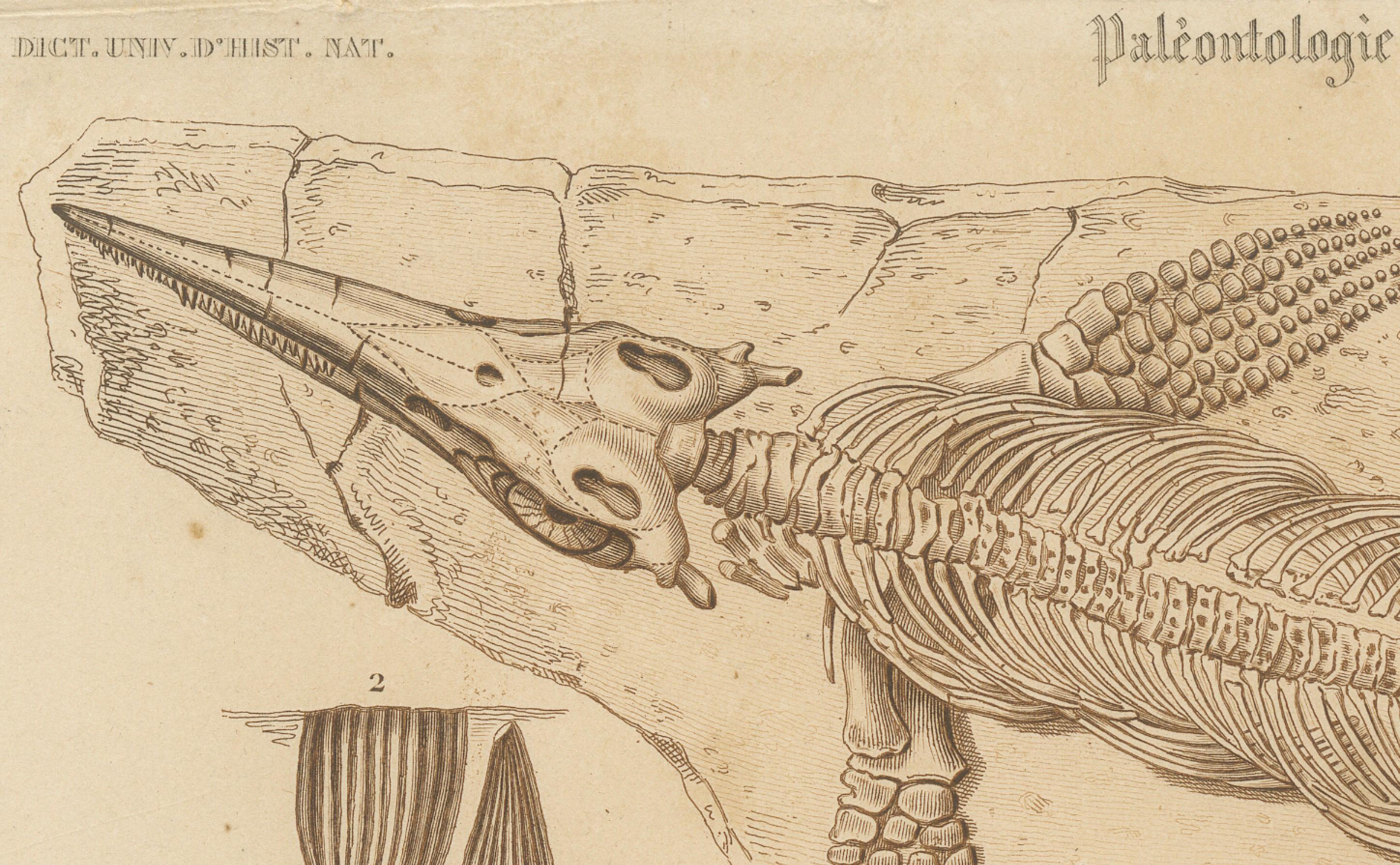 Carta Stampa fossile di scheletro e denti di Ichthyosaurus, 1850 circa, di Orbigny in vendita