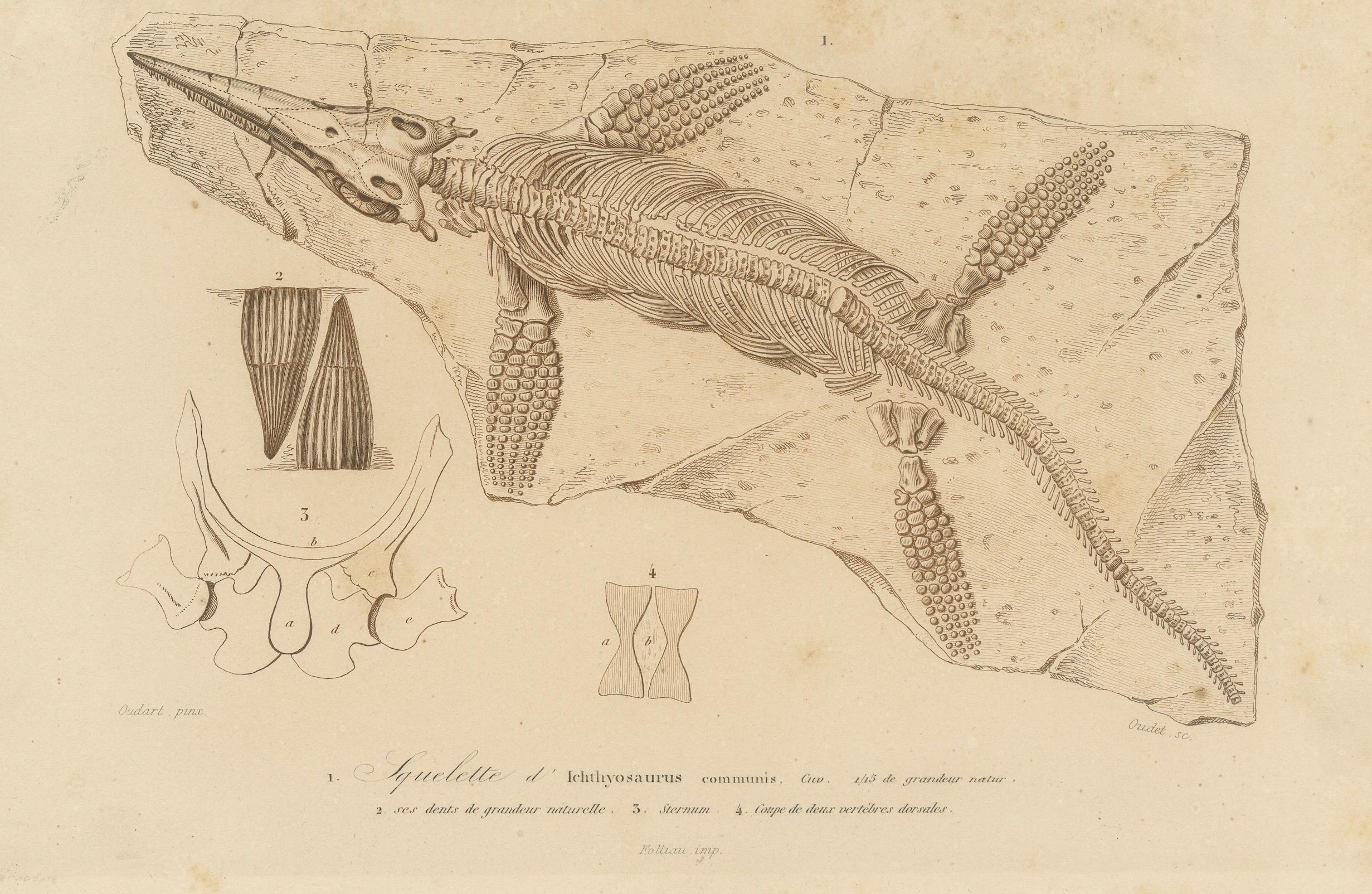 Stampa fossile di scheletro e denti di Ichthyosaurus, 1850 circa, di Orbigny in vendita 1