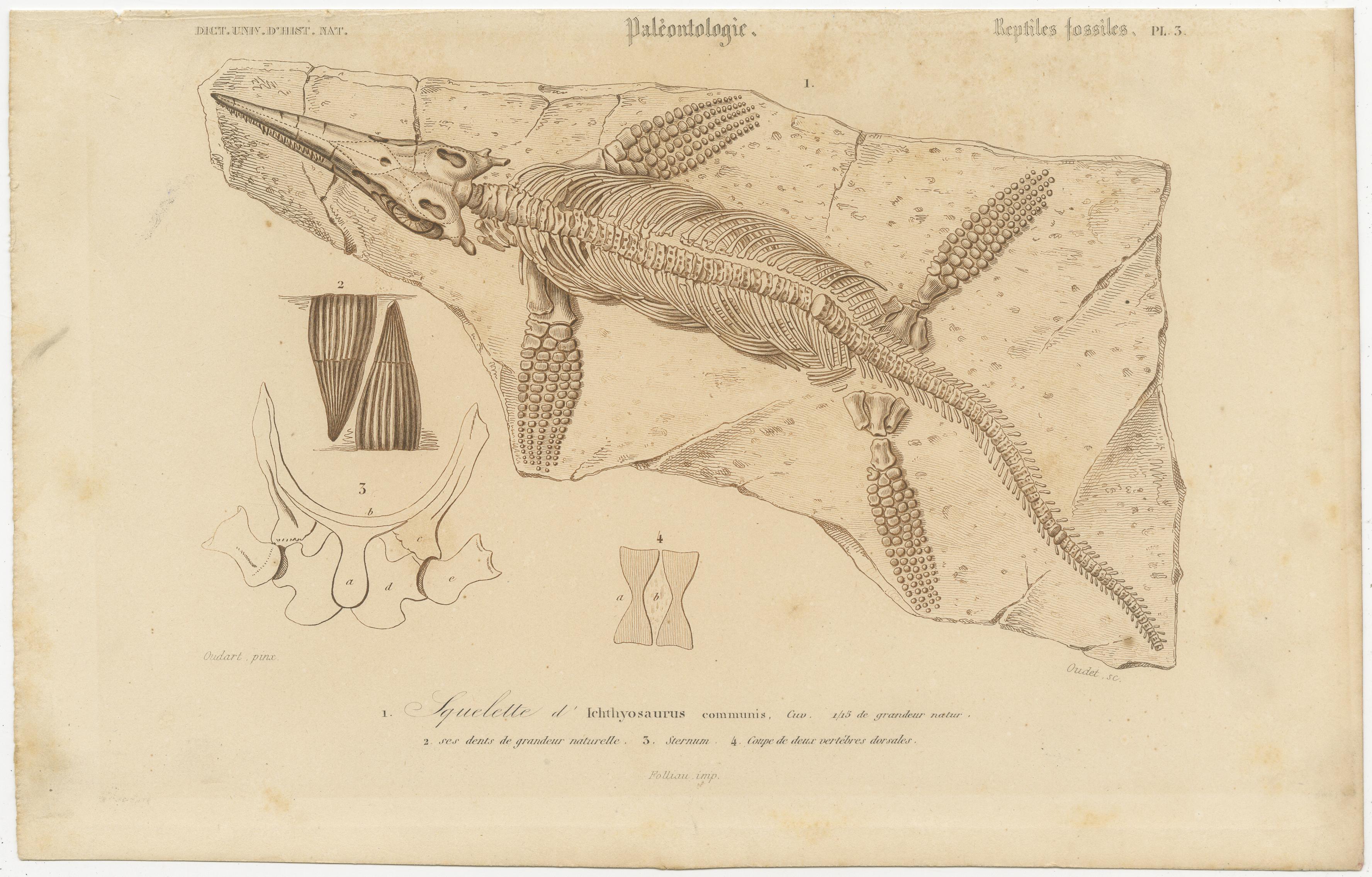 Stampa fossile di scheletro e denti di Ichthyosaurus, 1850 circa, di Orbigny in vendita 2