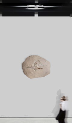 Fossil Ray Fish Rhinobatos Hakelensis & Sawfish Libanopritis Hiram 1M Slab