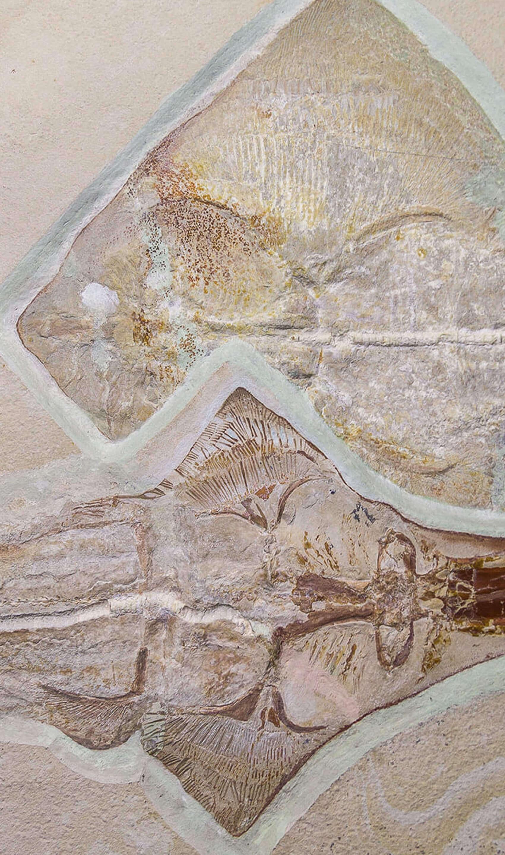 Limestone Fossil Ray Fish Rhinobatos Hakelensis & Sawfish Libanopritis Hiram 1M Slab For Sale