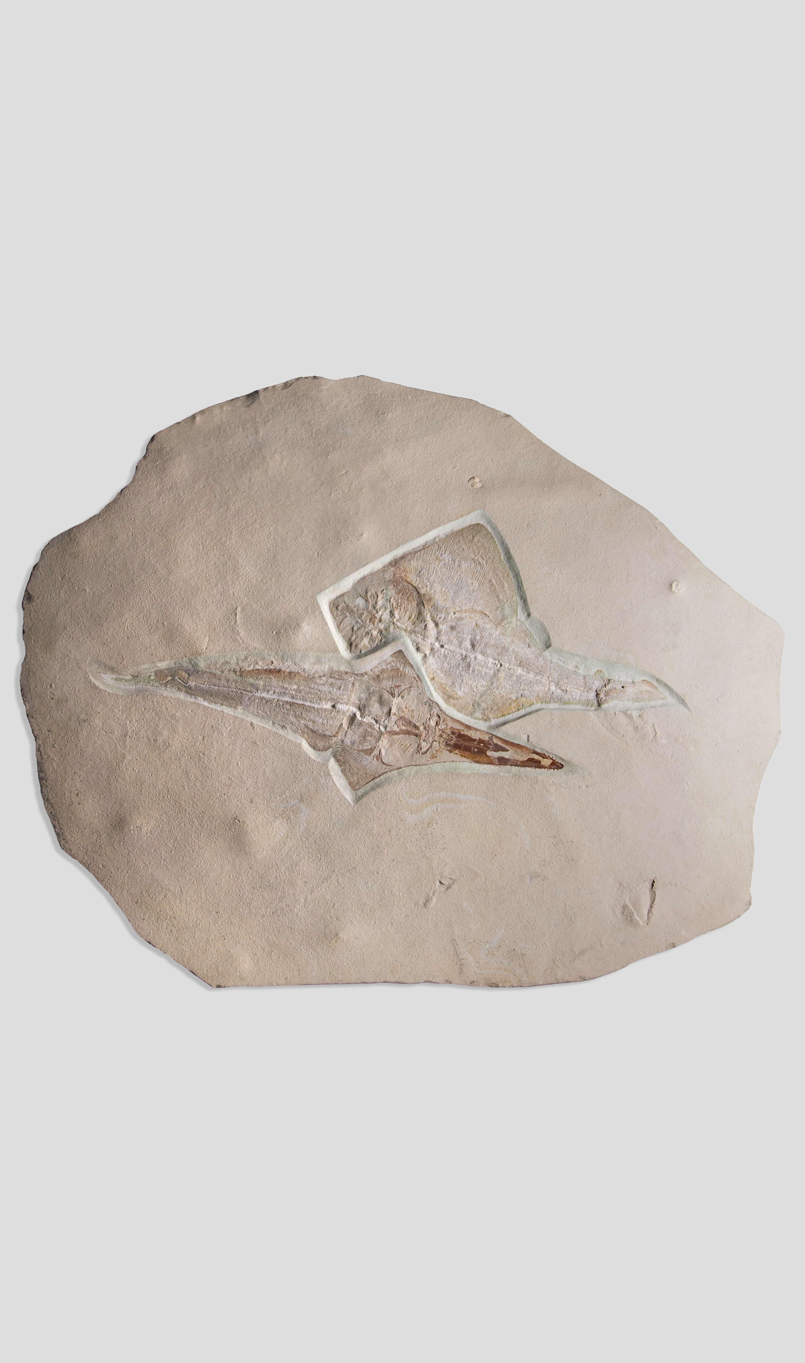 This exceedingly rare and exceptional fossil plate showcases a significant discovery of a ray fish [Rhinobatos hakelensis] and Sawfish [Libanopristis hiram], both complete and preserved with exceptionally rare detail for both genus types and