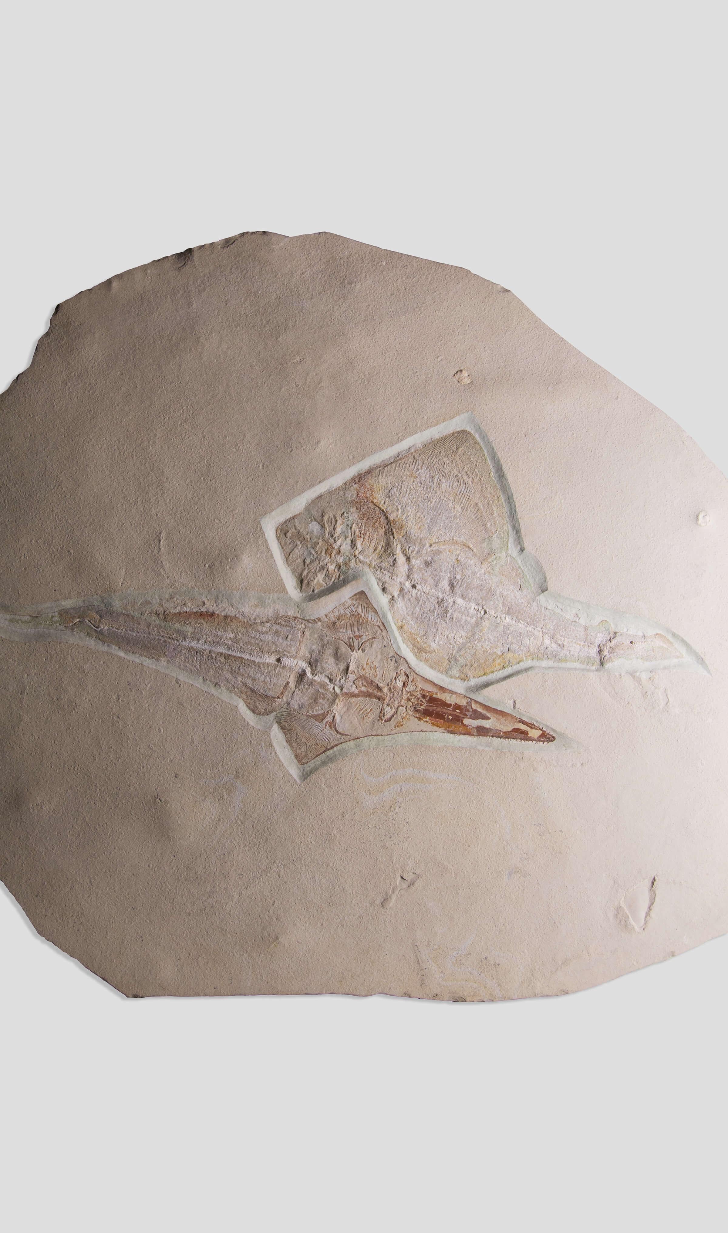 Prehistoric Fossil Ray Fish Rhinobatos Hakelensis & Sawfish Libanopritis Hiram 1M Slab For Sale