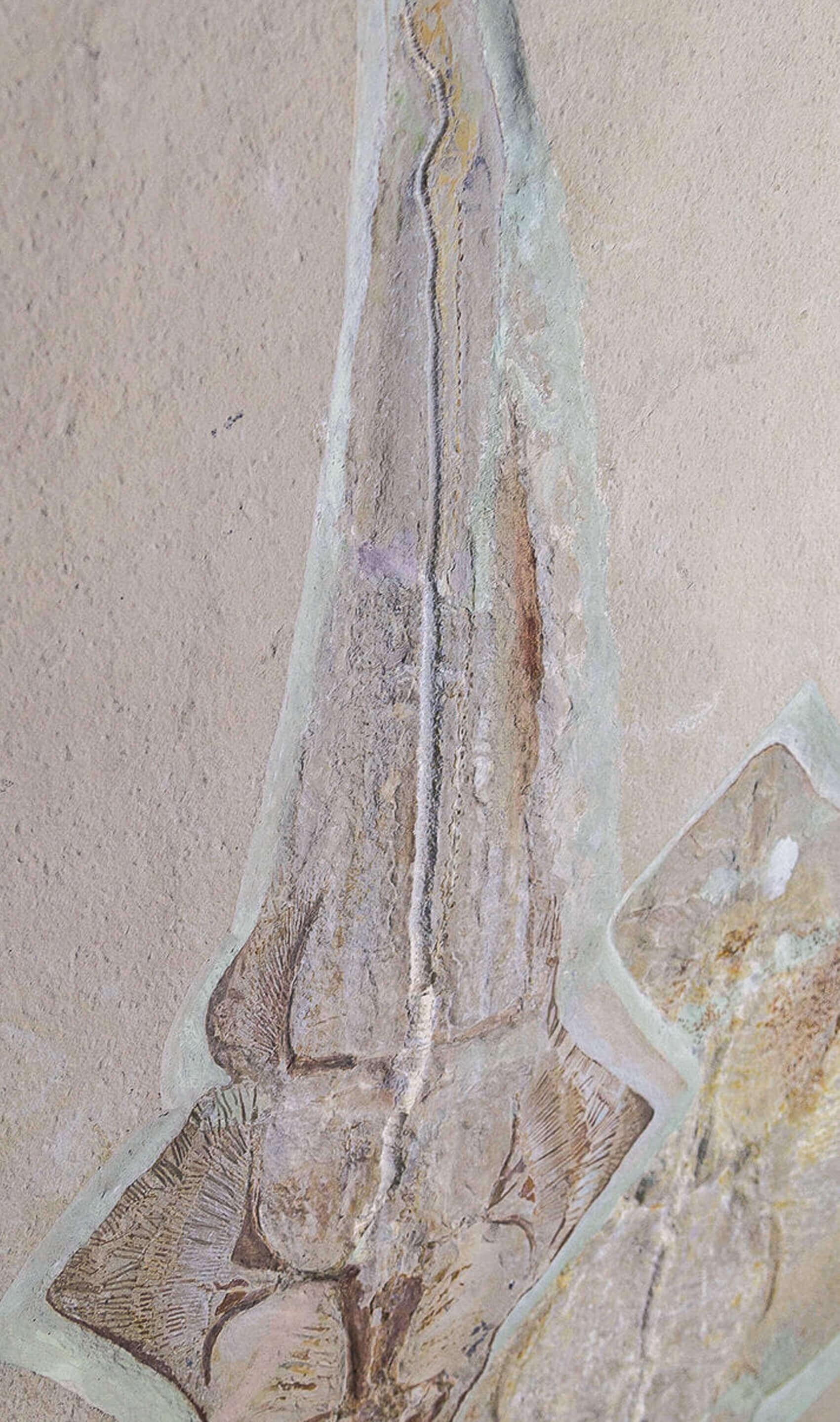 Fossil Ray Fish Rhinobatos Hakelensis & Sawfish Libanopritis Hiram 1M Slab For Sale 2