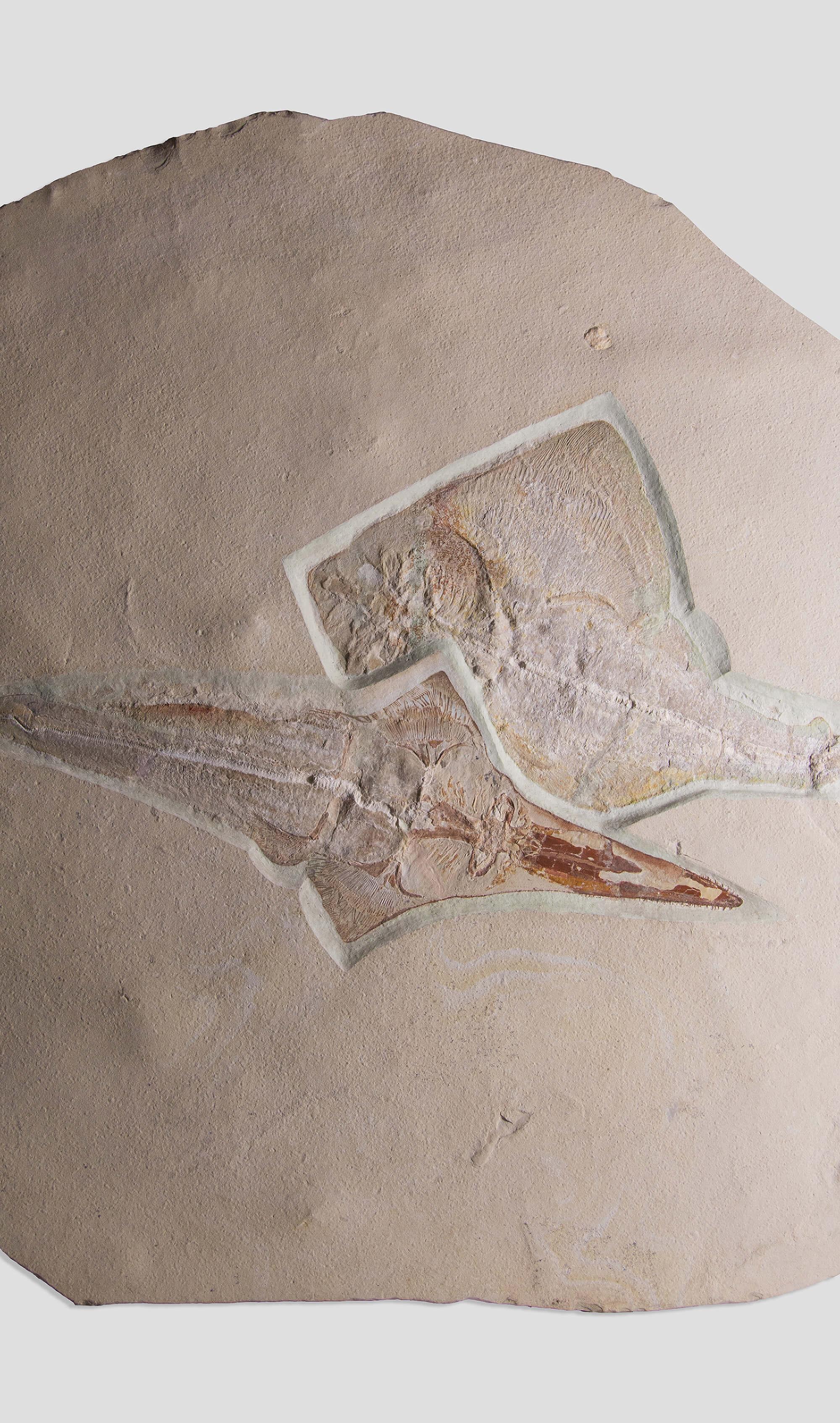 Lebanese Fossil Ray Fish Rhinobatos Hakelensis & Sawfish Libanopritis Hiram 1M Slab For Sale