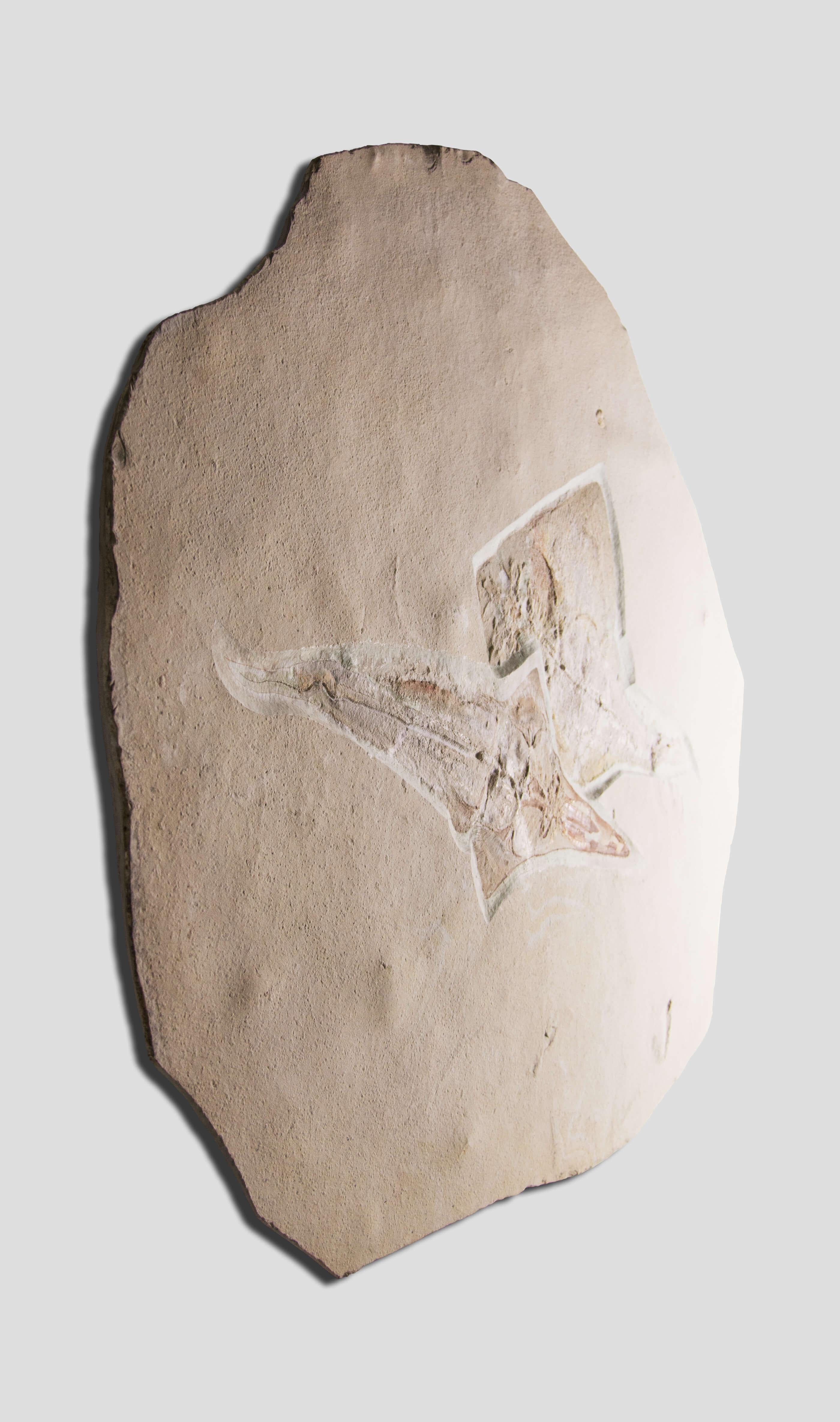 Fossil Ray Fish Rhinobatos Hakelensis & Sawfish Libanopritis Hiram 1M Slab In Excellent Condition For Sale In Scorton, GB