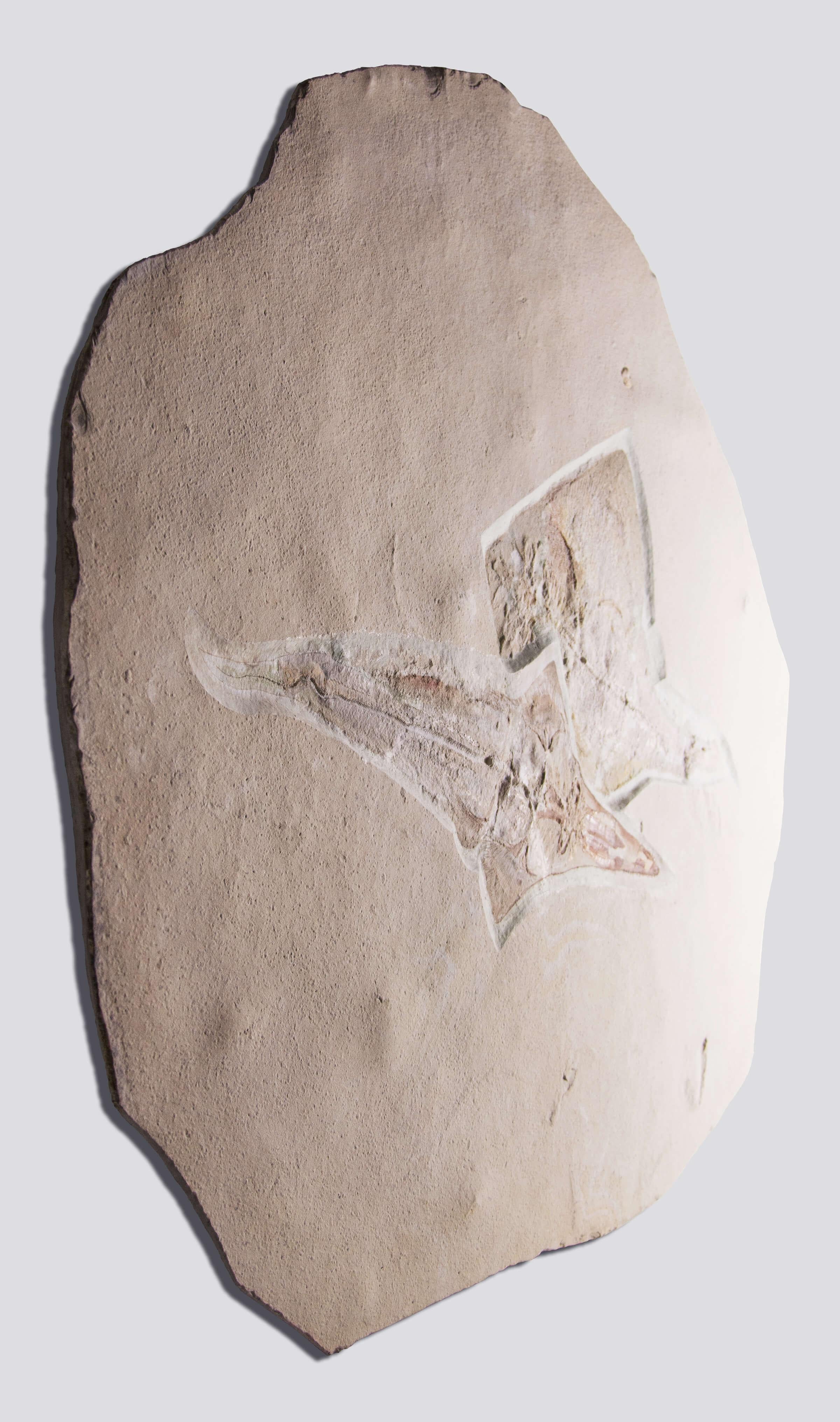 18th Century and Earlier Fossil Ray Fish Rhinobatos Hakelensis & Sawfish Libanopritis Hiram 1M Slab For Sale