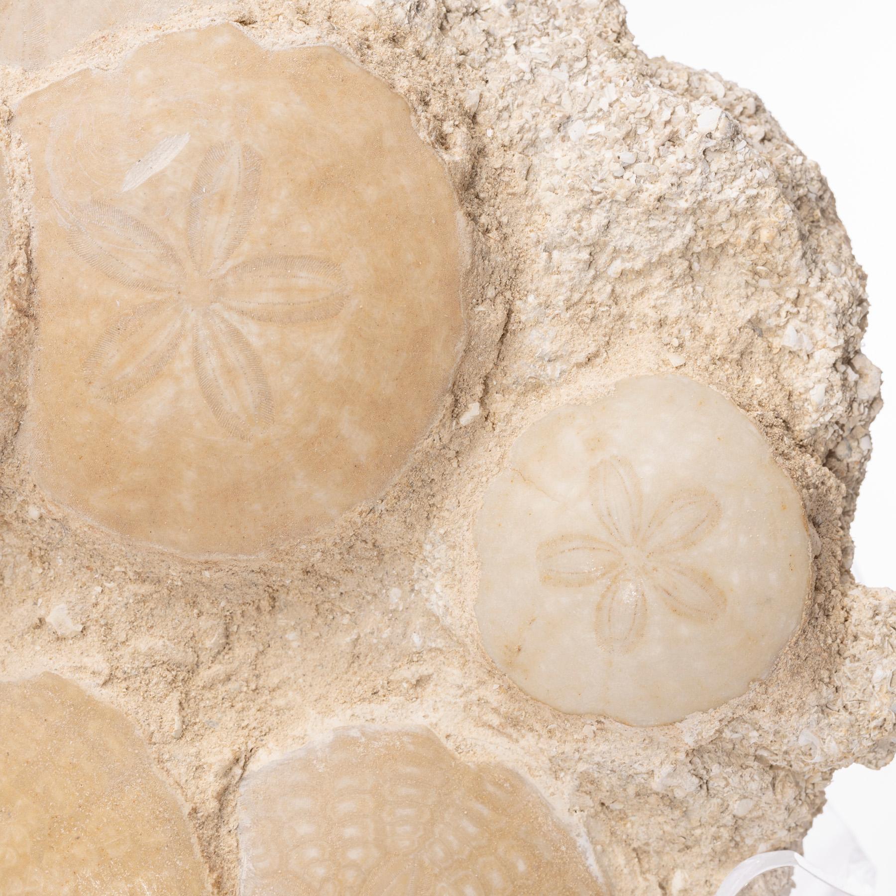 Fossil Sand Dollar Cluster Specimen from France in a Custom Acrylic Base 4