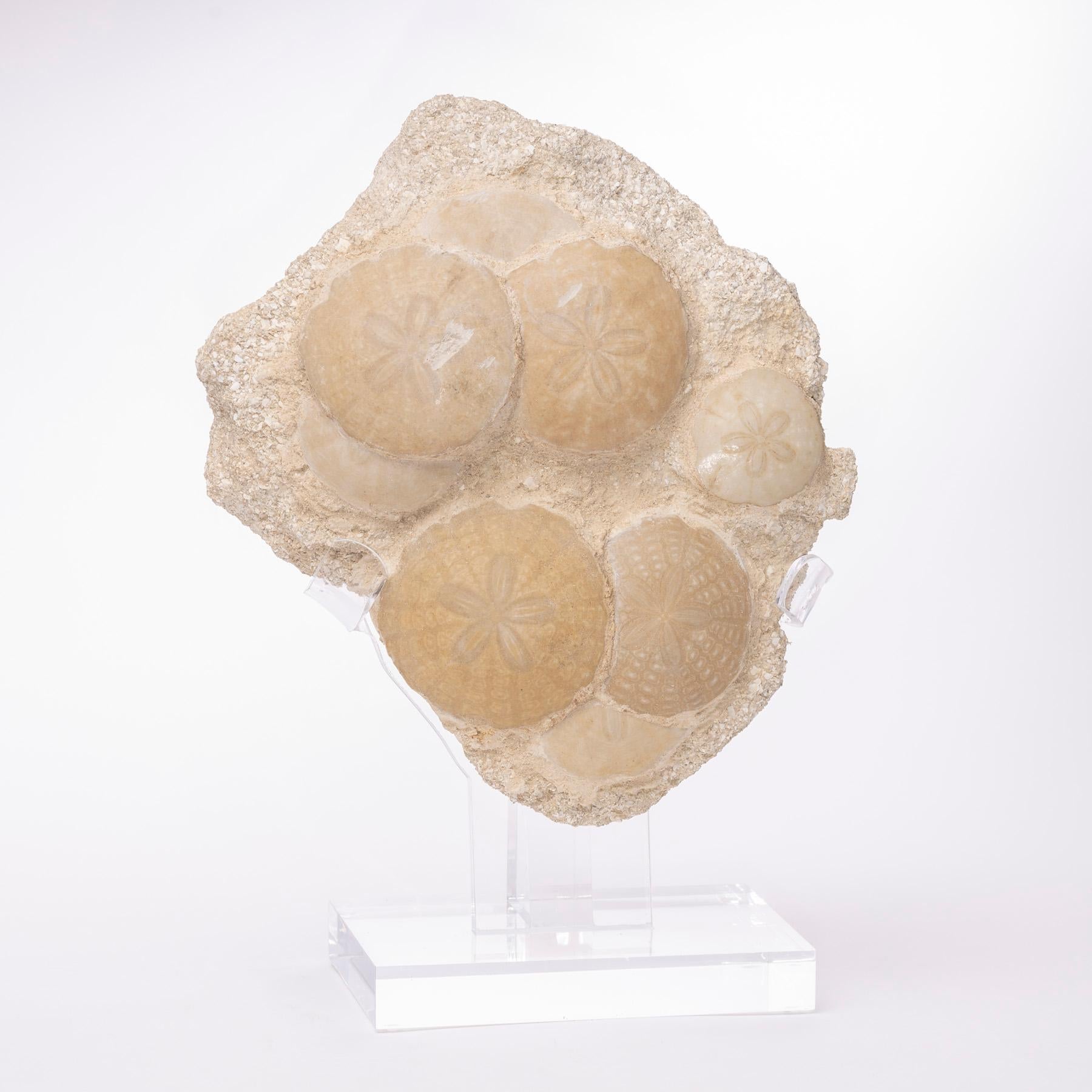 Spectacular specimen with 12 fossil sand dollars of the species Amphiope bioculata. 
It´s origin is from D'Angers Region, France 
Period: Early Miocene (23 million years old).
 