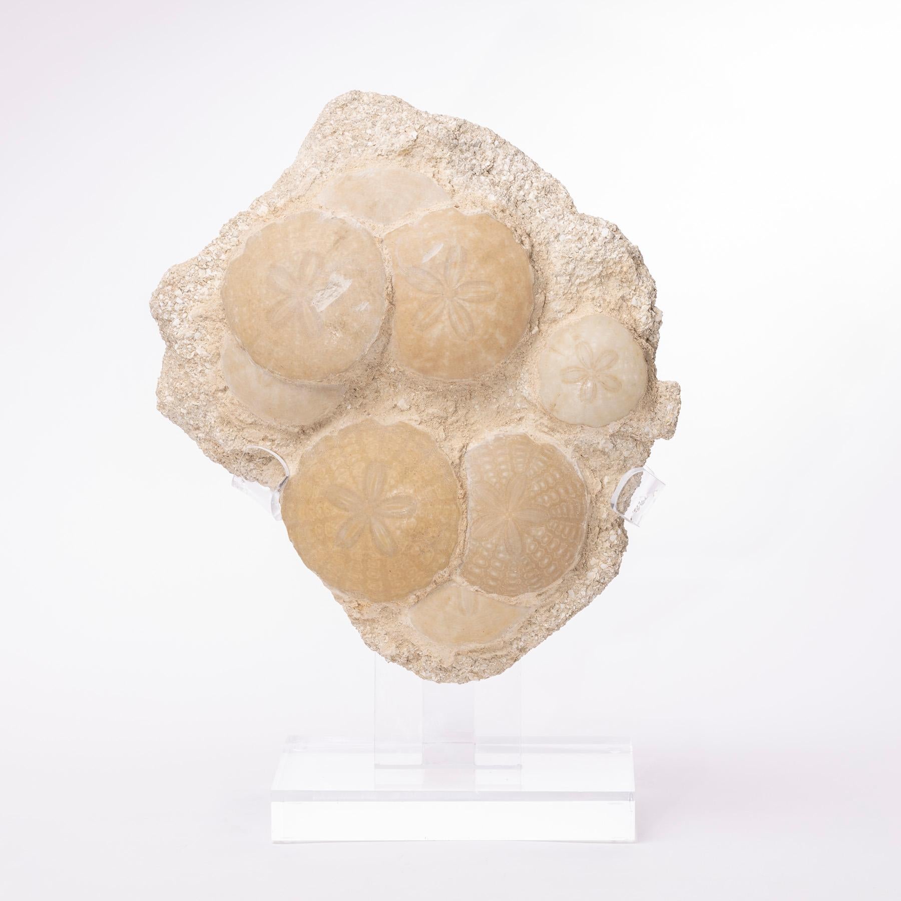 Organic Modern Fossil Sand Dollar Cluster Specimen from France in a Custom Acrylic Base