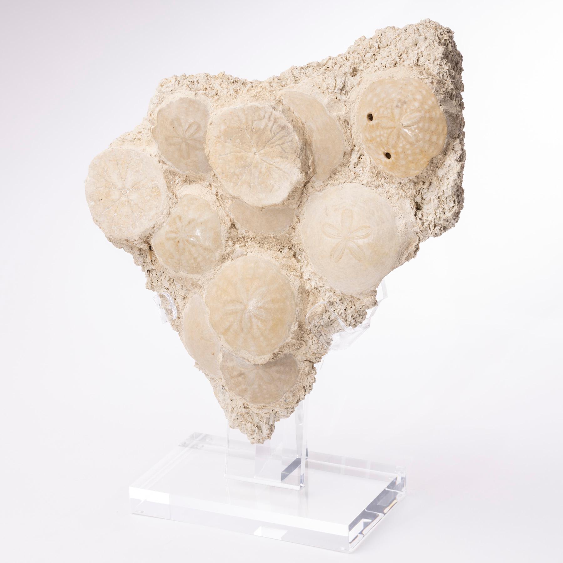 Mexican Fossil Sand Dollar Cluster Specimen from France in a Custom Acrylic Base