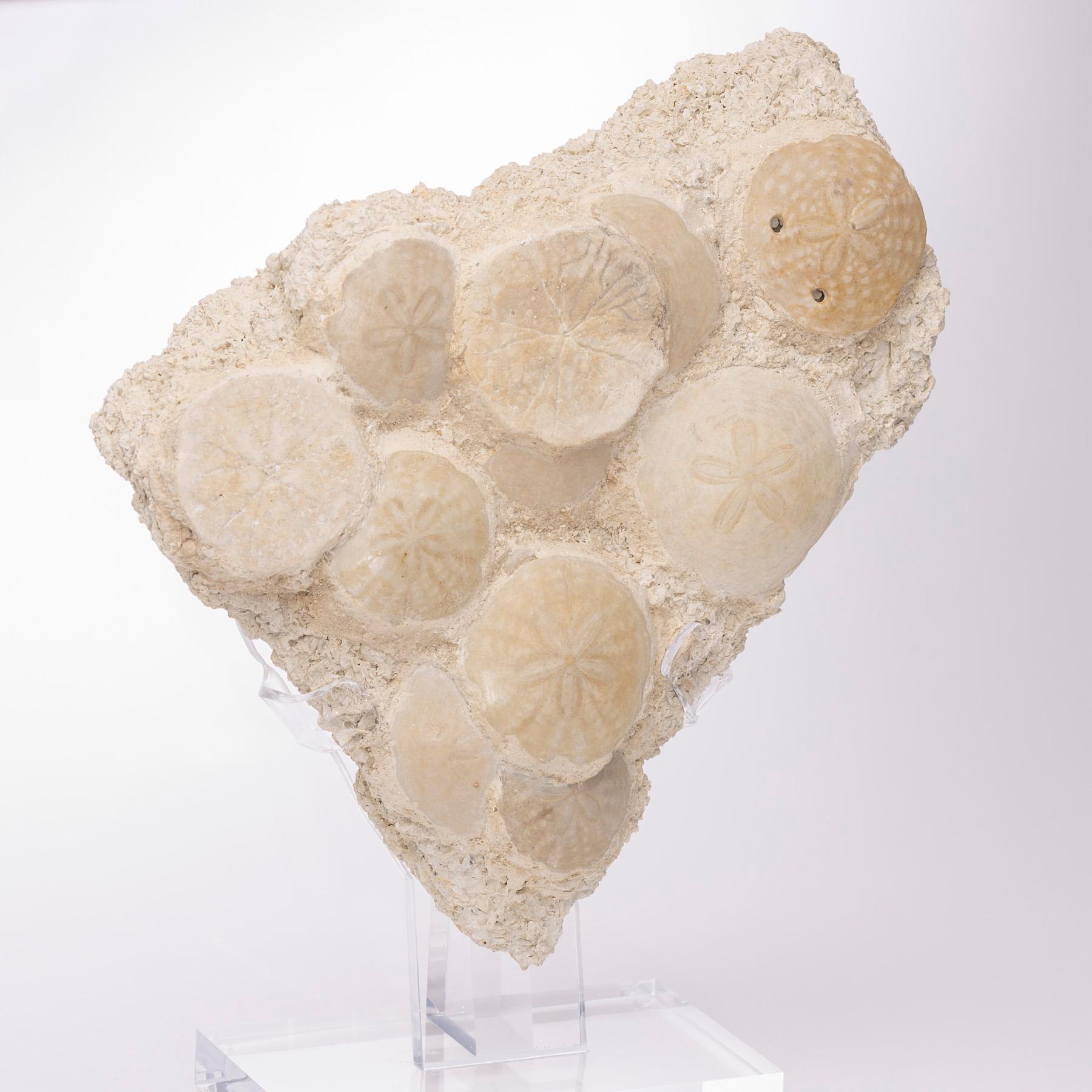 Fossil Sand Dollar Cluster Specimen from France in a Custom Acrylic Base In New Condition In Polanco, CDMX
