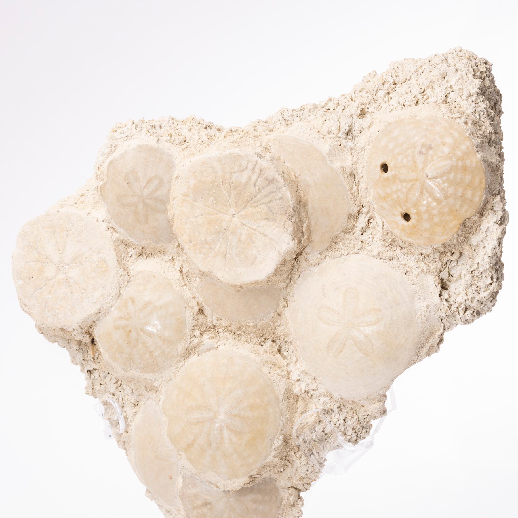 Contemporary Fossil Sand Dollar Cluster Specimen from France in a Custom Acrylic Base