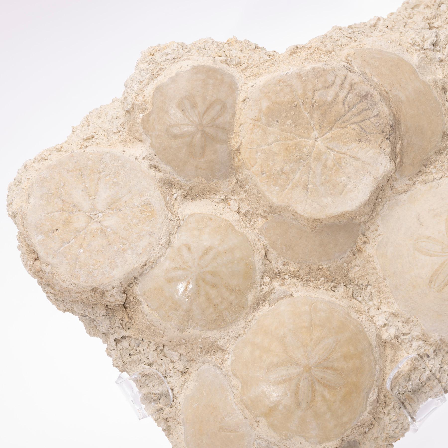 Fossil Sand Dollar Cluster Specimen from France in a Custom Acrylic Base 1