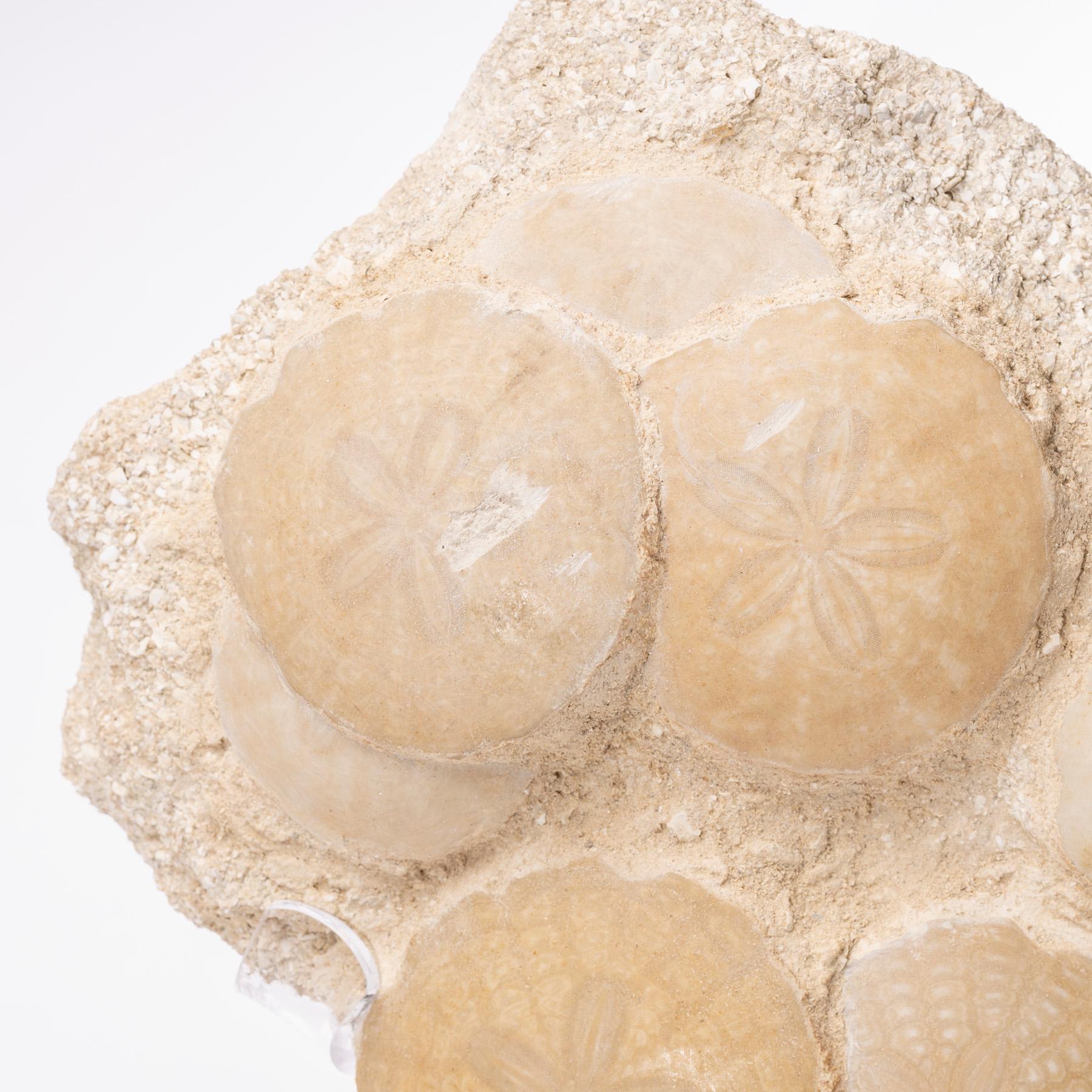 Fossil Sand Dollar Cluster Specimen from France in a Custom Acrylic Base 2