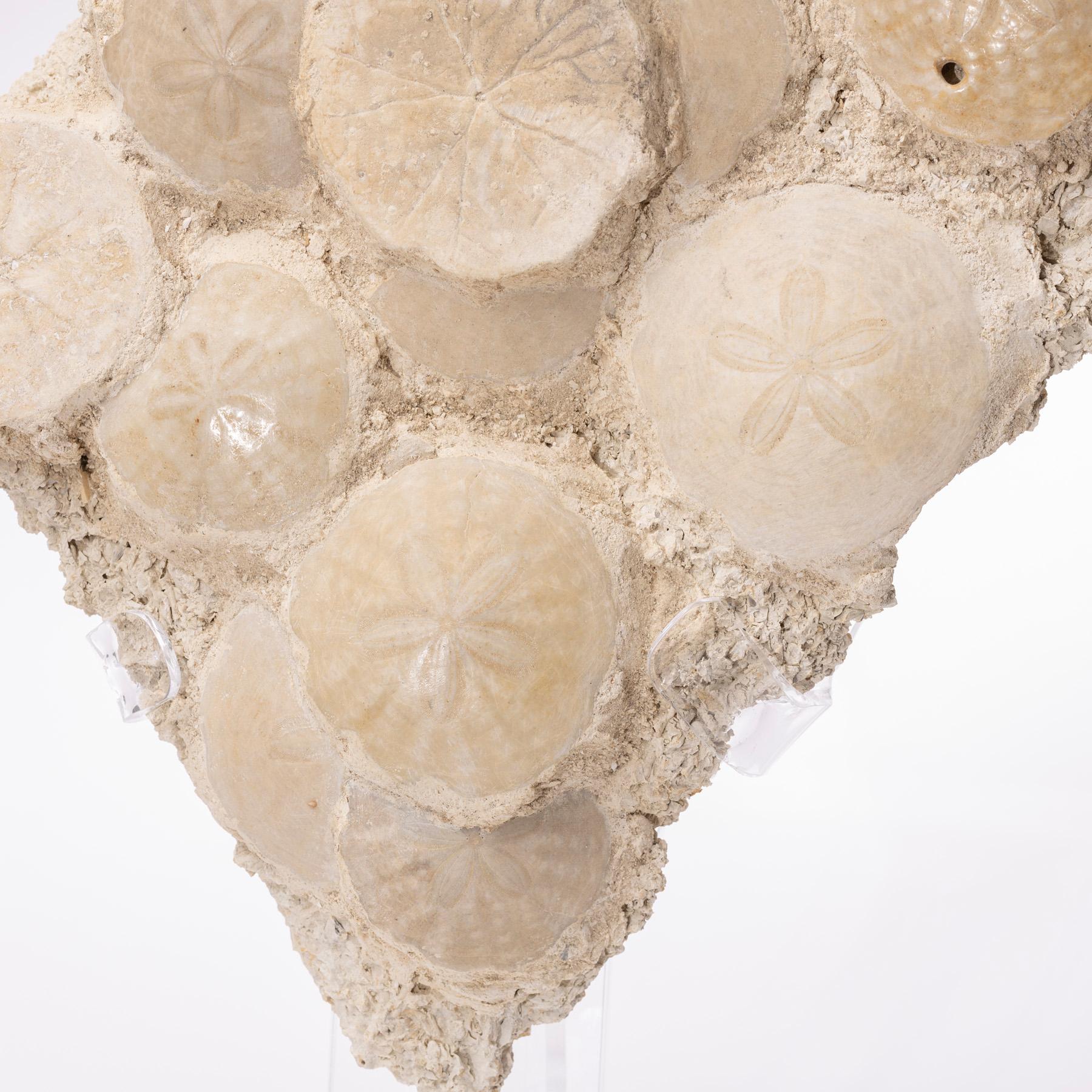Fossil Sand Dollar Cluster Specimen from France in a Custom Acrylic Base 2