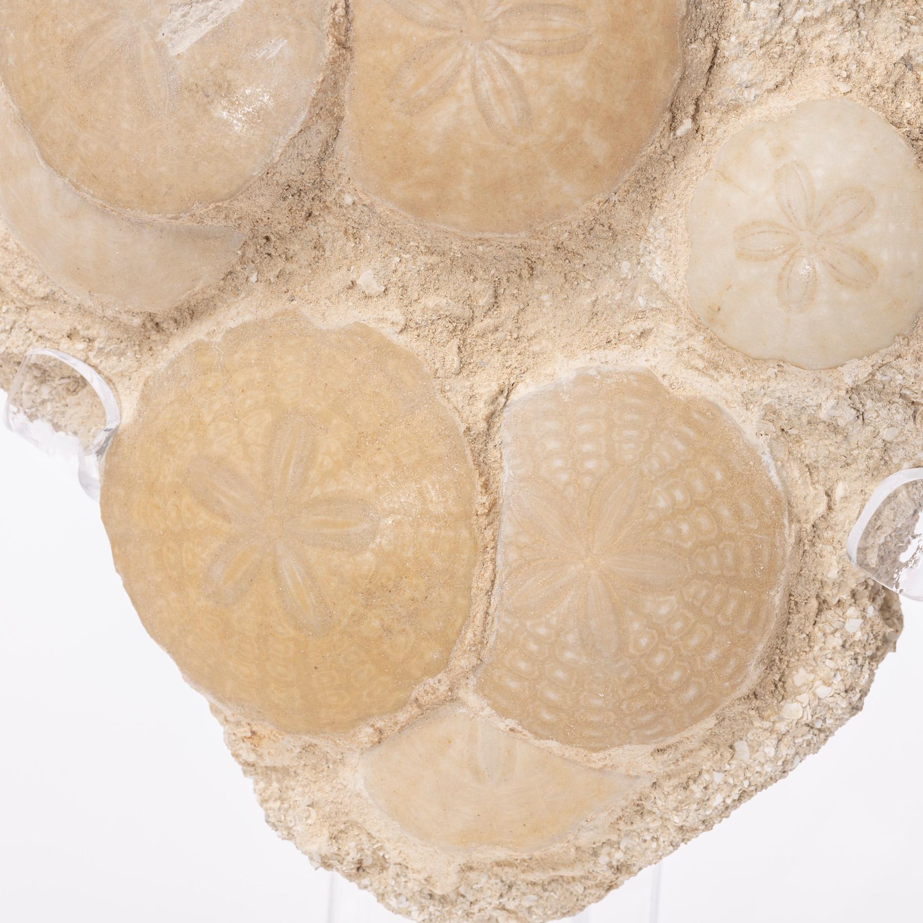 Fossil Sand Dollar Cluster Specimen from France in a Custom Acrylic Base 3