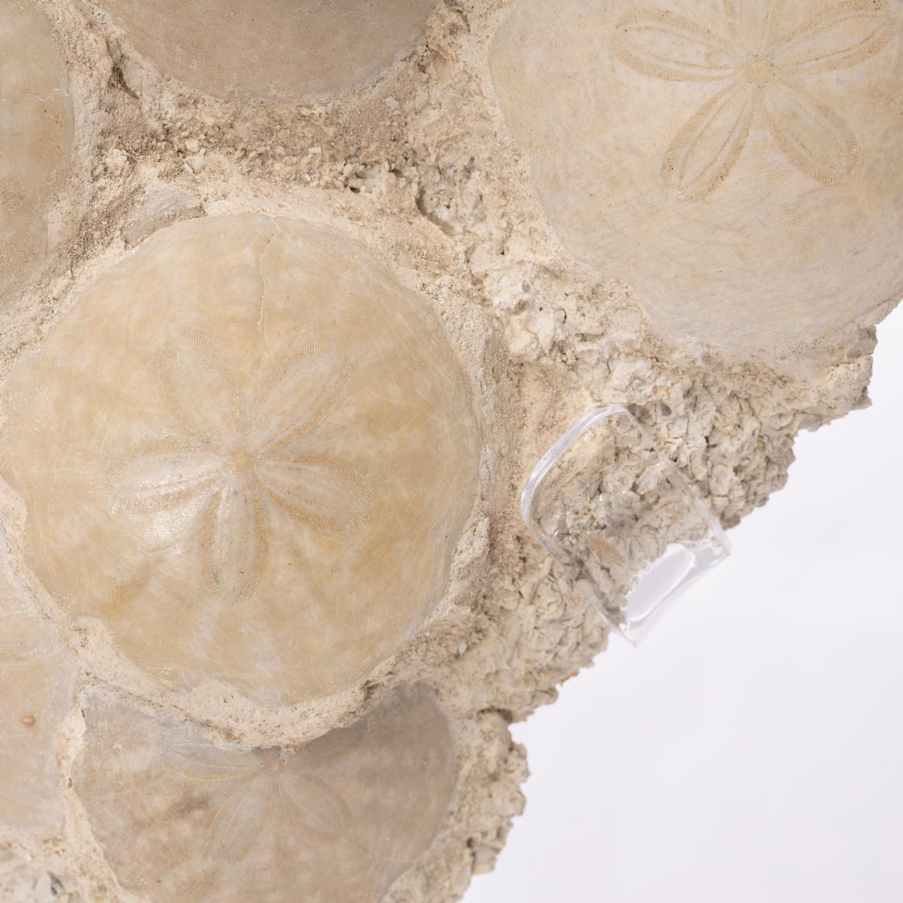 Fossil Sand Dollar Cluster Specimen from France in a Custom Acrylic Base 3
