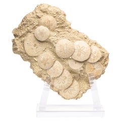 Fossil Sand Dollar Cluster Specimen from France in a Custom Acrylic Base