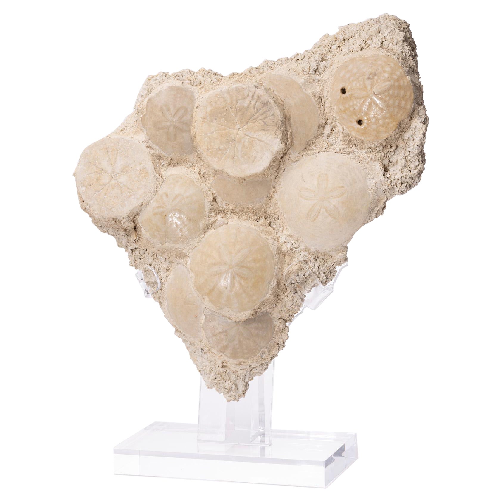 Fossil Sand Dollar Cluster Specimen from France in a Custom Acrylic Base